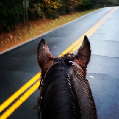 I rode him bareback down a residential road the other day. He's as level headed as they come.