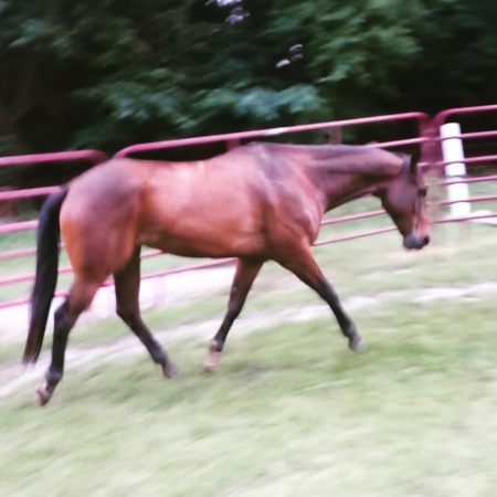 Look at that perfect hunter trot!!!